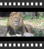 ../pictures/Akron Zoo/DSCF5061_1_small_icon.jpg